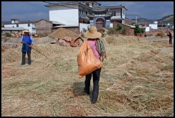 Grain Harvest in Haidong