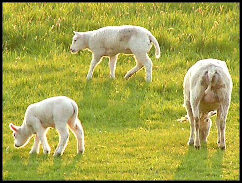 Farm - Sheep