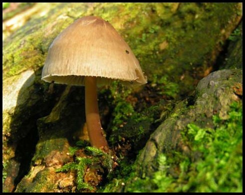 Fall - Mushrooms