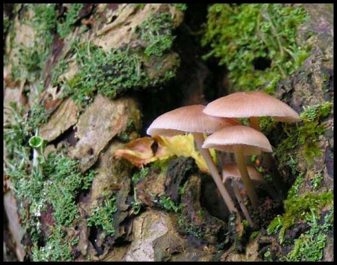Fall - Mushroom