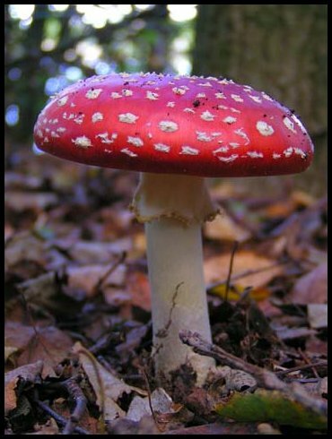 Fall - Mushroom