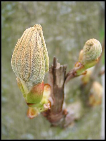 Spring - Tree Bud
