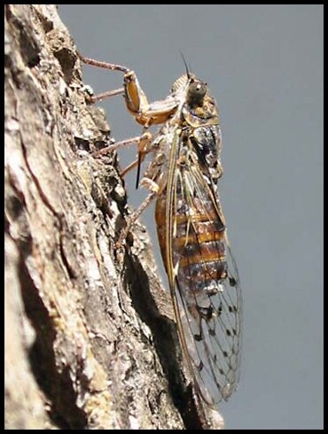 Dalmatia - Cicada