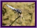Plitvice - Dragonfly