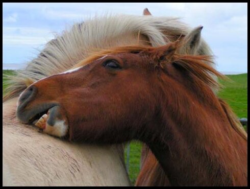 Ameland - Wild Horses