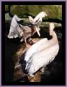 Noorder Dierenpark Emmen - White Pelicans