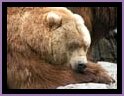 Noorder Dierenpark Emmen - Kodiak Bear