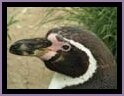 Noorder Dierenpark Emmen - Penguin
