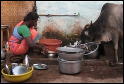 Cow doing the Dishes