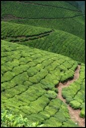 Munnar Landscape