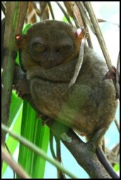 Tarsier, Bohol