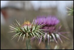 Distel in Nationaal Park Cabo de Gata Nijar