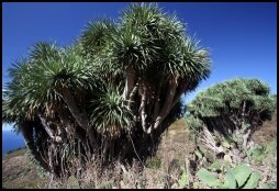 Dragon Trees