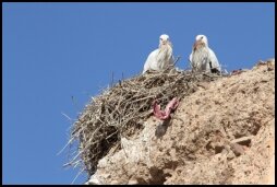 Storks in Marrakech