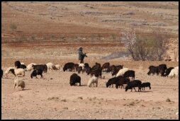 shepherd with his sheep