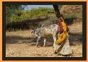 Alsigarh local woman with Cow