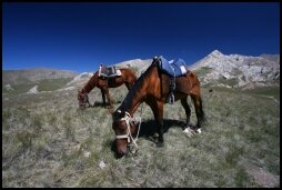 Onze Paardjes Grazen op de Berg
