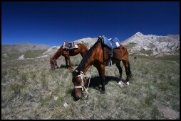 Our horses are grazing on the mountain