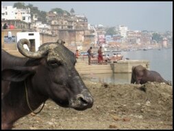 Buffalo at the Ganges