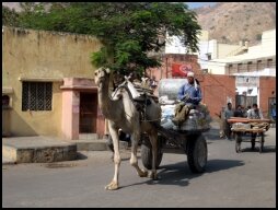 Camel on the Road