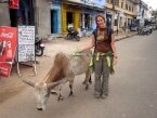 een gekke Koe in Pushkar