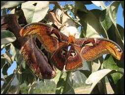 Atlas Moth