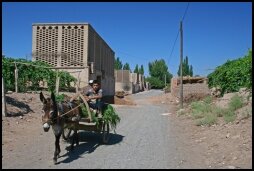 Donkey cart between grapes in Turpan