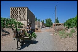 Ezelkar tussen de Druiven in Turpan