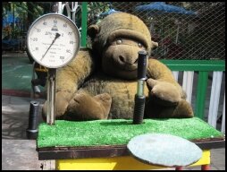 Arm wrestling with a bear at the fair