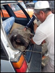 Schaap gekocht op de Veemarkt in Karakol